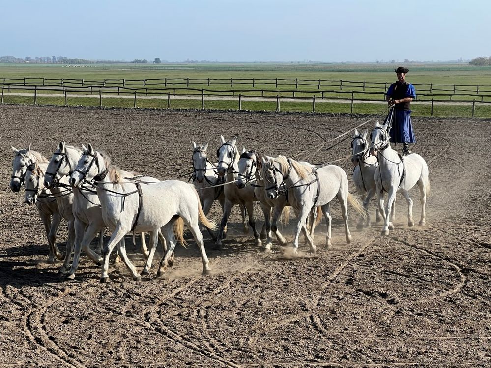 Once we arrived in Kalocsa (Hungary), we rode busses over to a horse exhibition. The riders were excellent and it was very entertaining to watch.