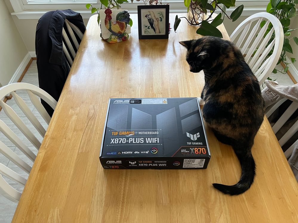 Our cat Molly approves all of my components before they get installed.