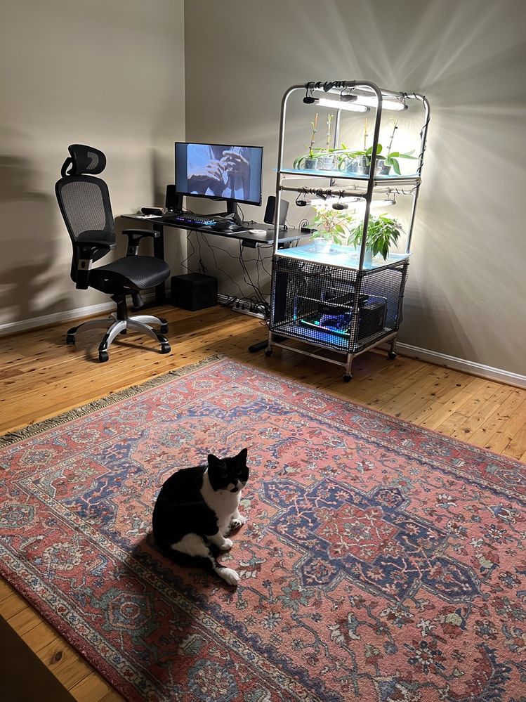 Our cat Donald approves of my design.  It's cat safe with that lower screen.