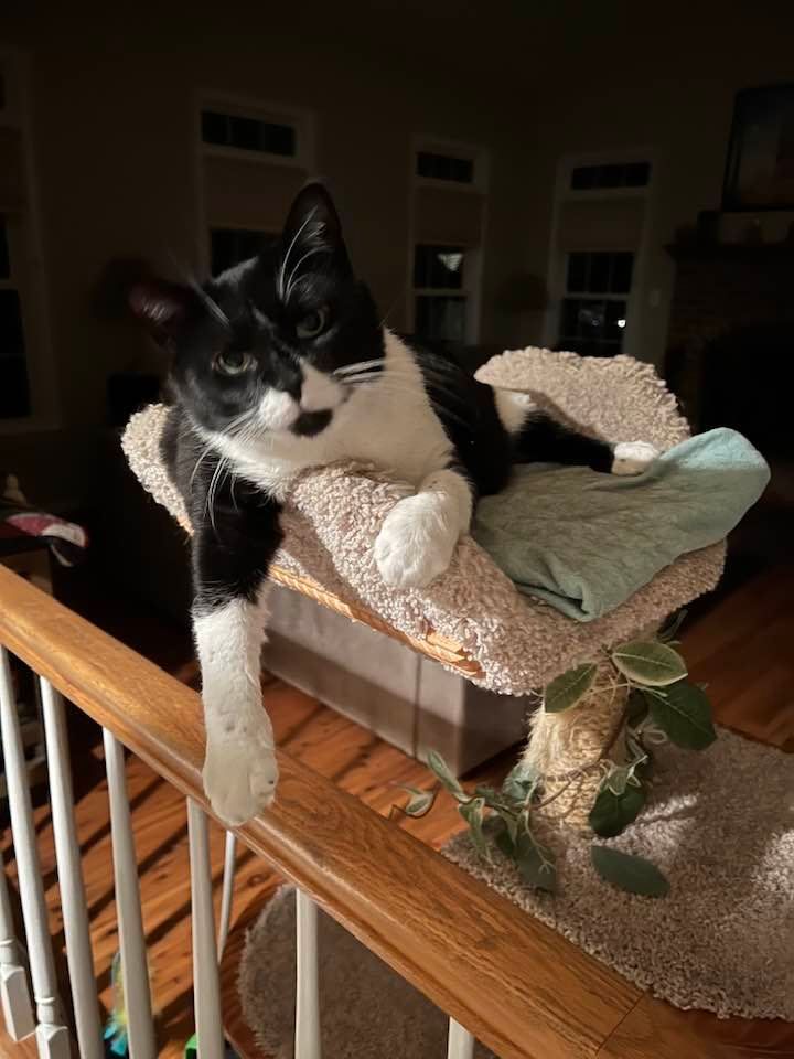 Donald loves the heated bed on the cat tree.  Our other cat Molly loves it too.