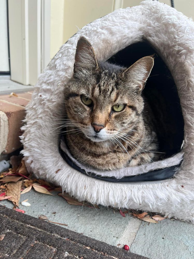This is Tiger, who turned 14 last week.  He is an outdoor cat who adopted us 3-4 years ago.  He loves his heated bed during the winter months.
