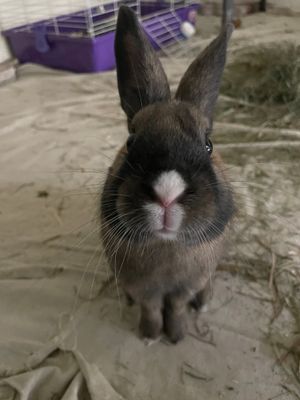 Rosa, a dwarf rabbit