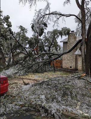 Heard a loud crack in the night, woke up to this in our front yard.