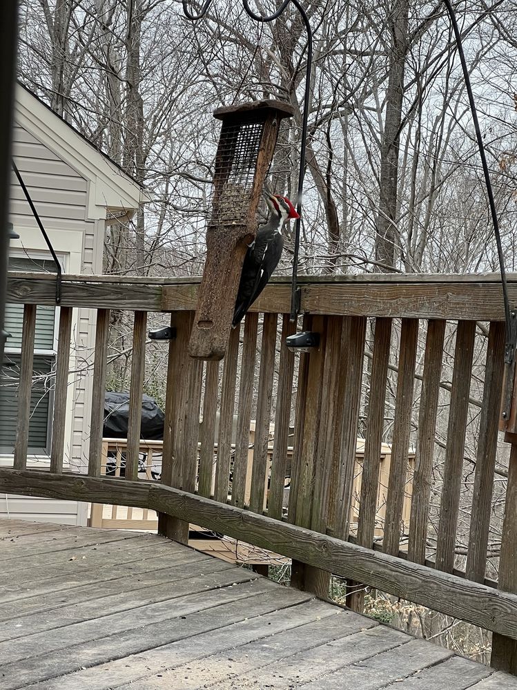 These are interesting birds - the Pileated Woodpecker.