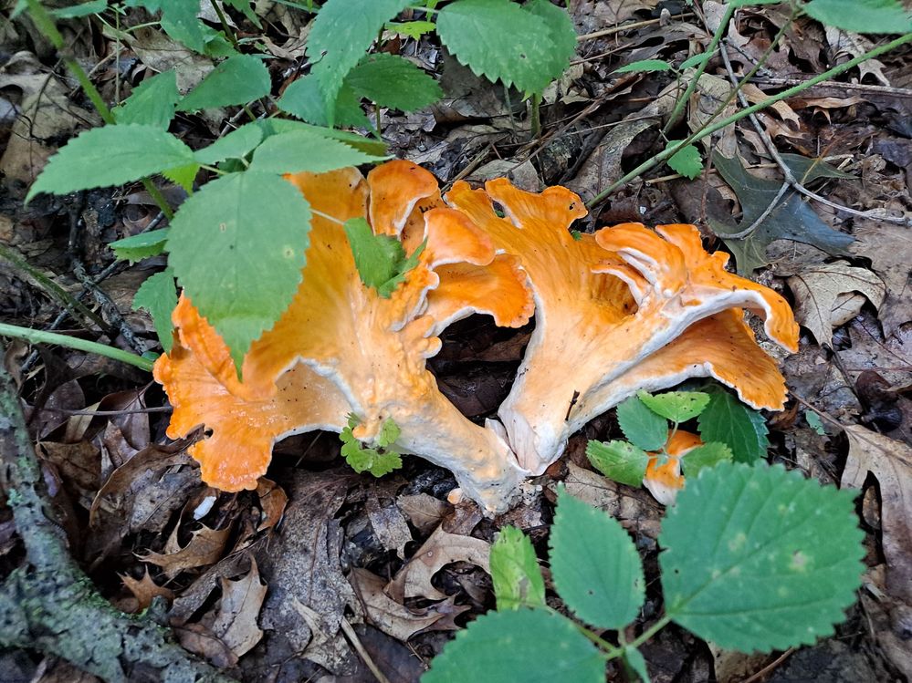 Chicken of The Woods