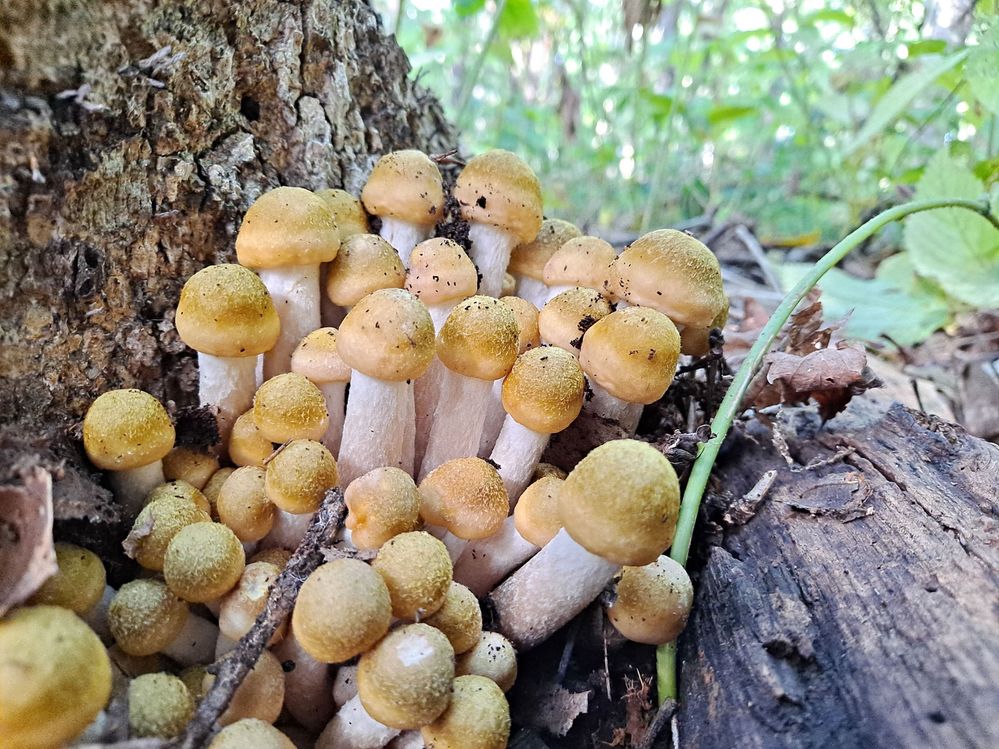 I believe these to be honey mushrooms, however I have not gotten a positive ID  from my local expert.