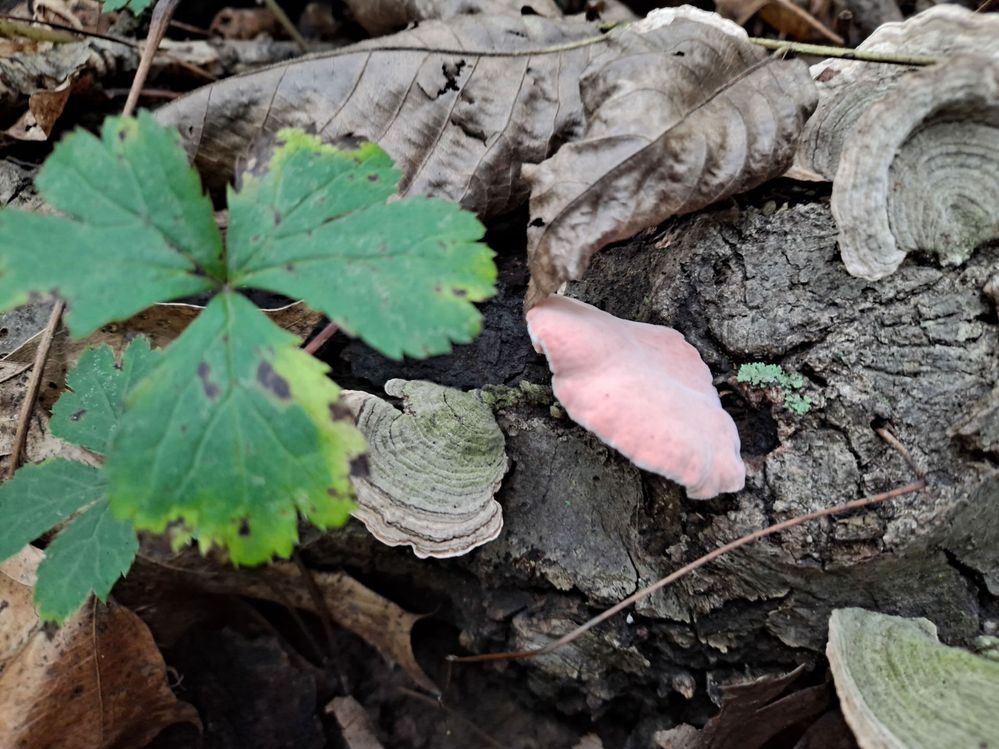 Another unknown, however these pink mushrooms needed their picture taken.