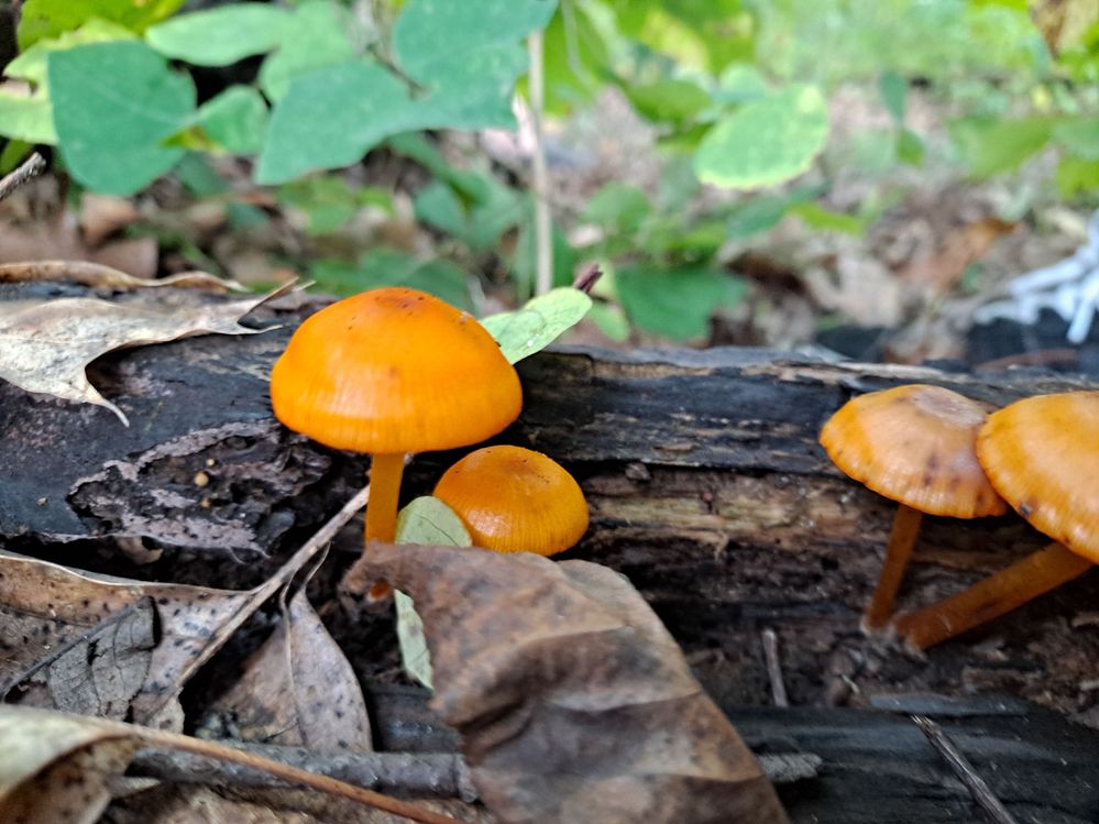 I think these are wax caps, but I don't chance it by harvesting them, in case they are other significantly toxic mushrooms. I am paranoid about accidentally eating something that I am not certain is edible.