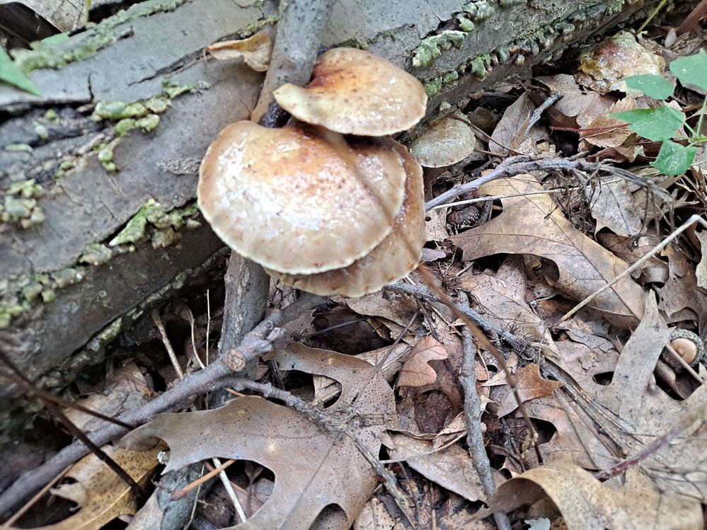 These guys were slimy looking, so naturally they get their picture taken.