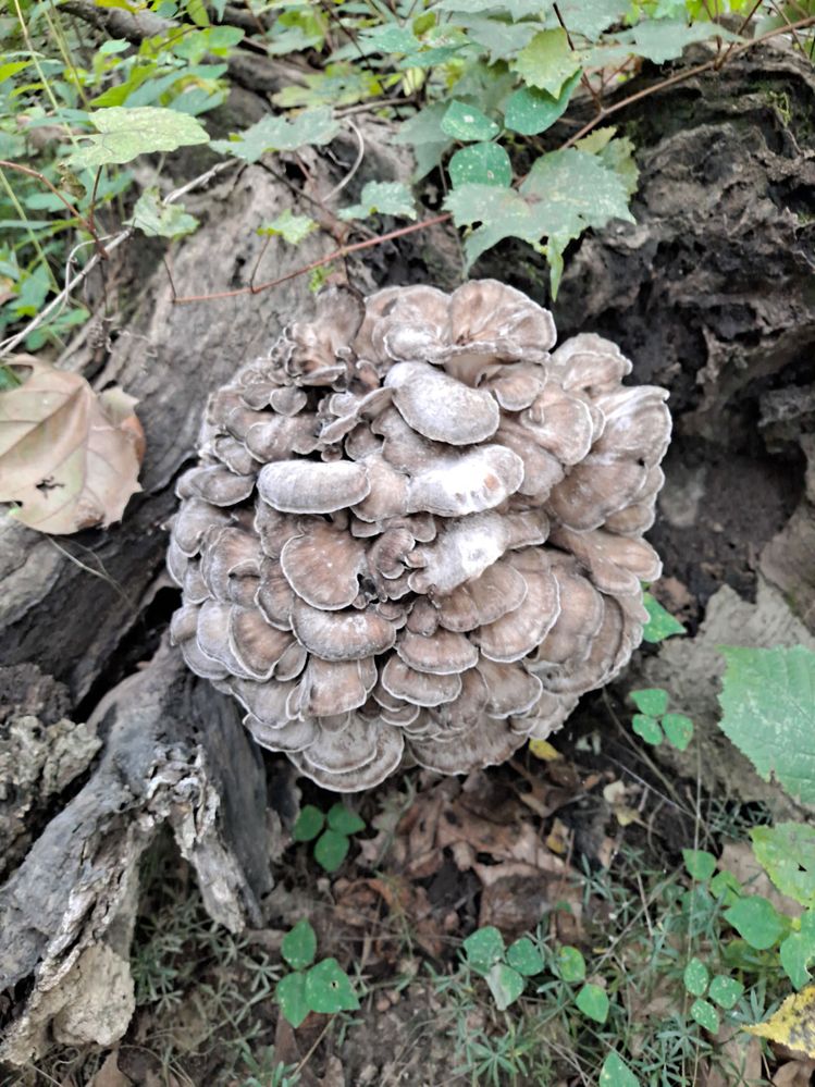 This is hen of the woods. I got a positive ID from an expert, and they taste great breaded and fried.