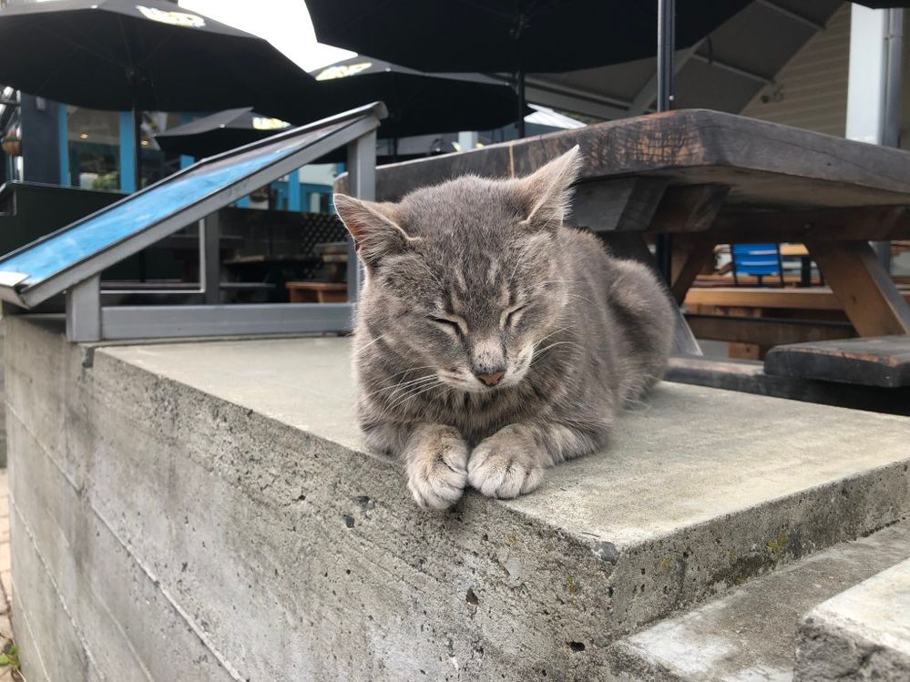 New Zealand kitty.