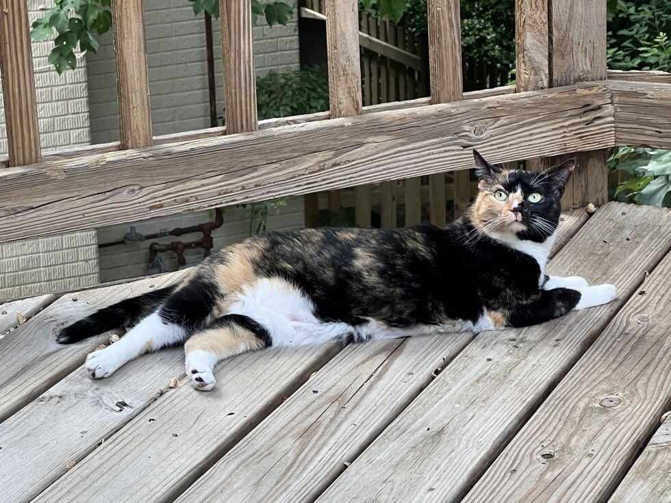 This is our cat Molly out on the deck enjoying the nice weather.