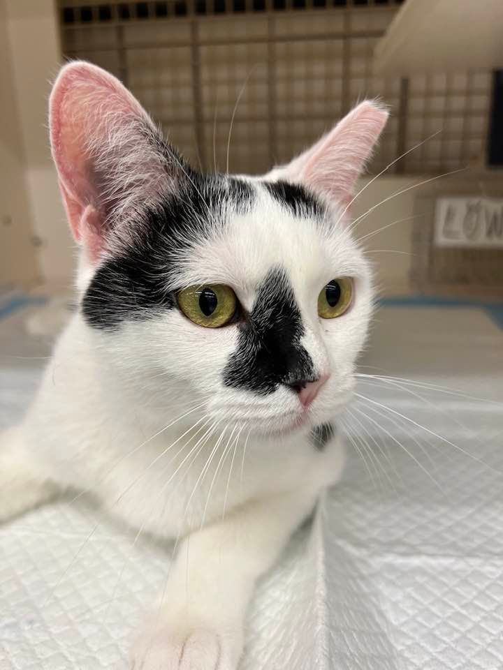 Today was also Cat Tuesday.  This is Geisha who is up for adoption at the PetCo in Burke, Virginia.