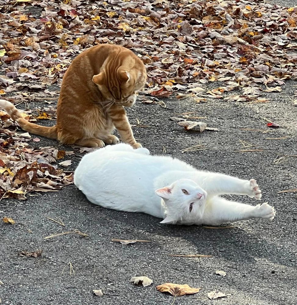 The feral kitties got fed today too.  I see them first on Cat Tuesday.