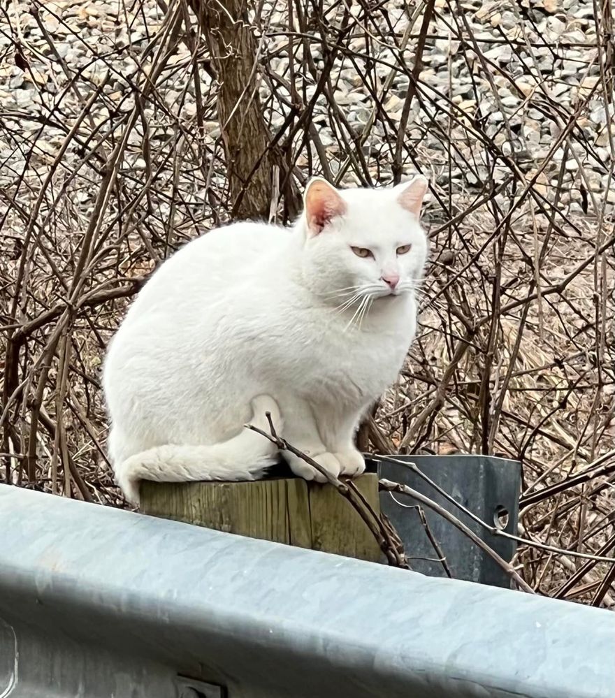 This is a feral girl that's part of a cat colony in Burke, Virginia.