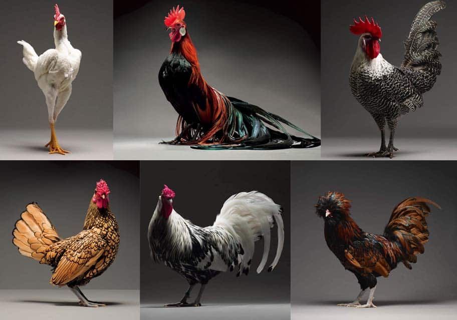 Beautiful-Chicken-Breeds.jpg