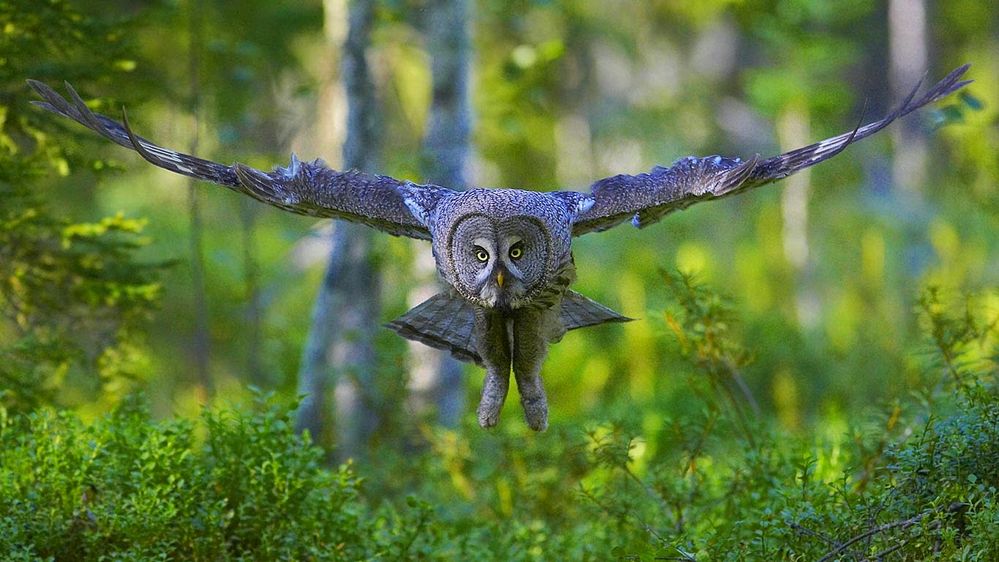 Great gray owl 20140827.jpg